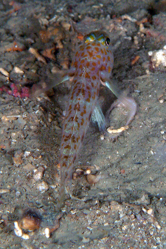 Thorogobius ephippiatus